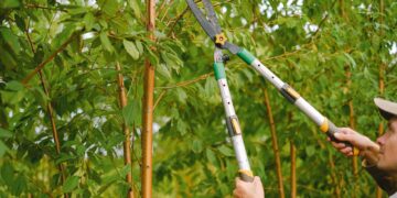 Side view of farmer with pruning shear trimming branches of tree with green leaves in orchard