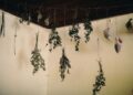 A collection of dried herbs hanging from the ceiling in a rustic indoor setting.