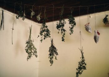 A collection of dried herbs hanging from the ceiling in a rustic indoor setting.