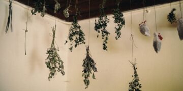 A collection of dried herbs hanging from the ceiling in a rustic indoor setting.