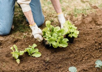 Adult gardener planting lettuce seedlings in outdoor garden soil.