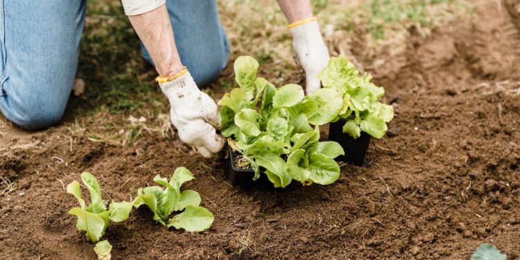 Adult gardener planting lettuce seedlings in outdoor garden soil.