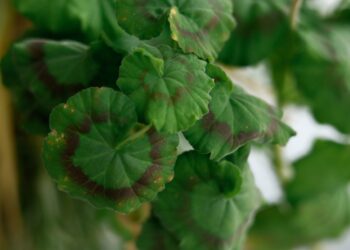 Detailed green geranium leaves with visible brown spots, displaying plant distress.
