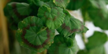Detailed green geranium leaves with visible brown spots, displaying plant distress.