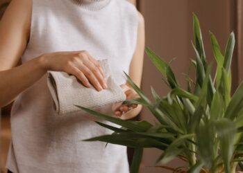 Close-up of woman wiping indoor plant leaves for dust removal, enhancing plant care.