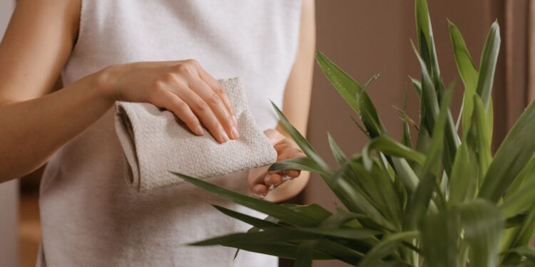 Close-up of woman wiping indoor plant leaves for dust removal, enhancing plant care.