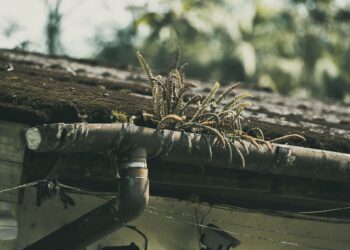 Ferns growing on a mossy roof in São Paulo create a rustic, natural scene.