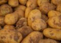 Close-up of freshly harvested potatoes with soil remnants, showcasing farm freshness.