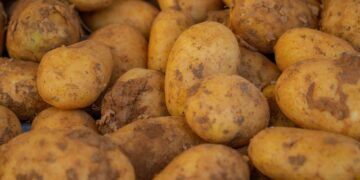 Close-up of freshly harvested potatoes with soil remnants, showcasing farm freshness.