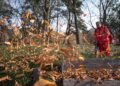 A worker clearing autumn leaves with a blower in a scenic park during fall.