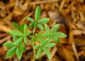 Close-up of a green plant sprouting in mulch, displaying fresh leaves and natural growth.