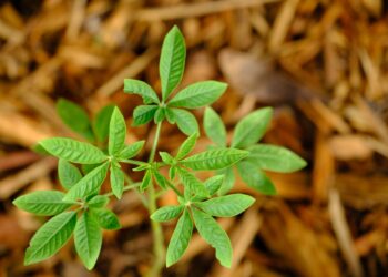 Close-up of a green plant sprouting in mulch, displaying fresh leaves and natural growth.