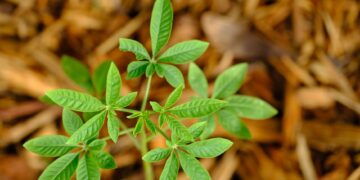 Close-up of a green plant sprouting in mulch, displaying fresh leaves and natural growth.