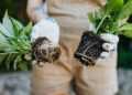 A gardener's hands holding green plants with exposed roots, ready for planting.