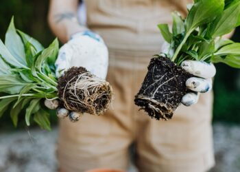 A gardener's hands holding green plants with exposed roots, ready for planting.