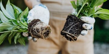 A gardener's hands holding green plants with exposed roots, ready for planting.