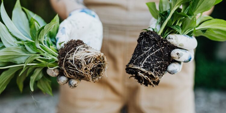 A gardener's hands holding green plants with exposed roots, ready for planting.