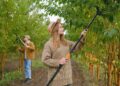 Woman with pole pruner cutting green leaves and branches while working with colleague in garden