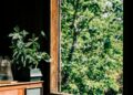 A sunlit room with a Malabar Chestnut plant and open window offering a view of lush green trees.