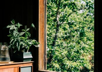 A sunlit room with a Malabar Chestnut plant and open window offering a view of lush green trees.
