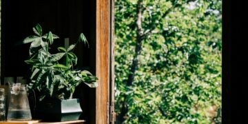 A sunlit room with a Malabar Chestnut plant and open window offering a view of lush green trees.