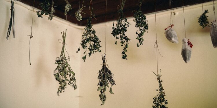 A collection of dried herbs hanging from the ceiling in a rustic indoor setting.