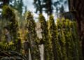 A close-up view of a rustic wooden fence covered with lush green moss in a forest setting.