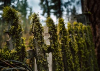 A close-up view of a rustic wooden fence covered with lush green moss in a forest setting.