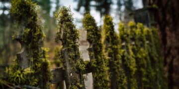 A close-up view of a rustic wooden fence covered with lush green moss in a forest setting.