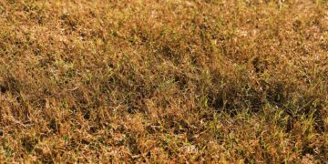 Close-up of brown and green grass under bright sunlight, showcasing a dry lawn in early autumn.