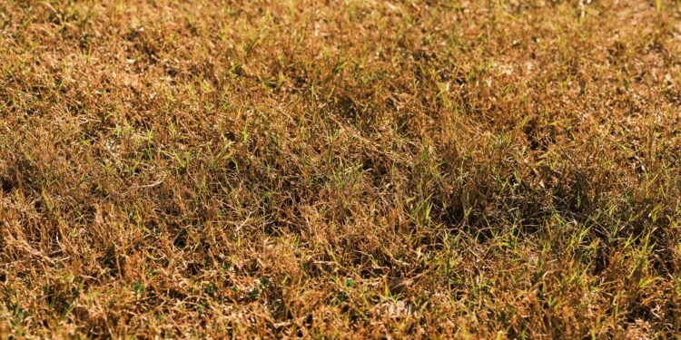Close-up of brown and green grass under bright sunlight, showcasing a dry lawn in early autumn.