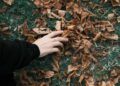 Close-up of a hand touching dry leaves on grass, symbolizing autumn season.