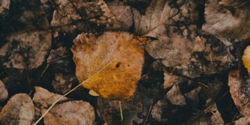 Detailed view of decaying brown leaves, showcasing nature's decomposition process.
